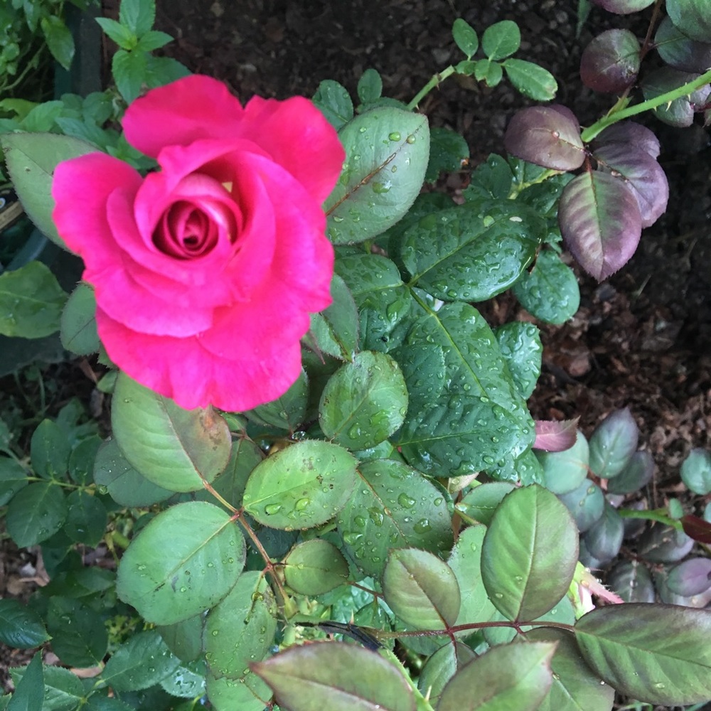 Meet your Posher, Meena